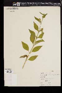 Scutellaria galericulata image