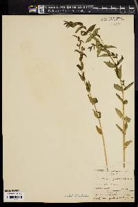 Scutellaria galericulata image