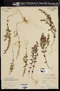 Scutellaria parvula image