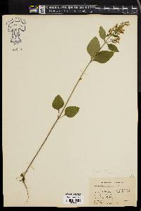 Scutellaria pilosa image