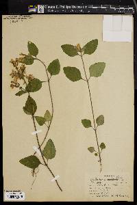 Scutellaria pilosa image