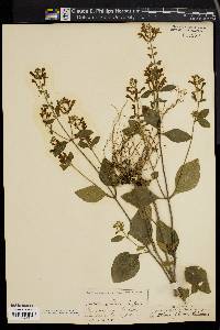 Scutellaria pilosa image