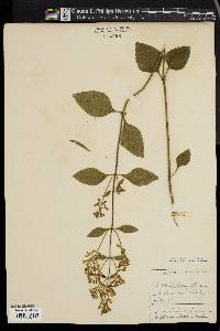 Scutellaria pilosa image