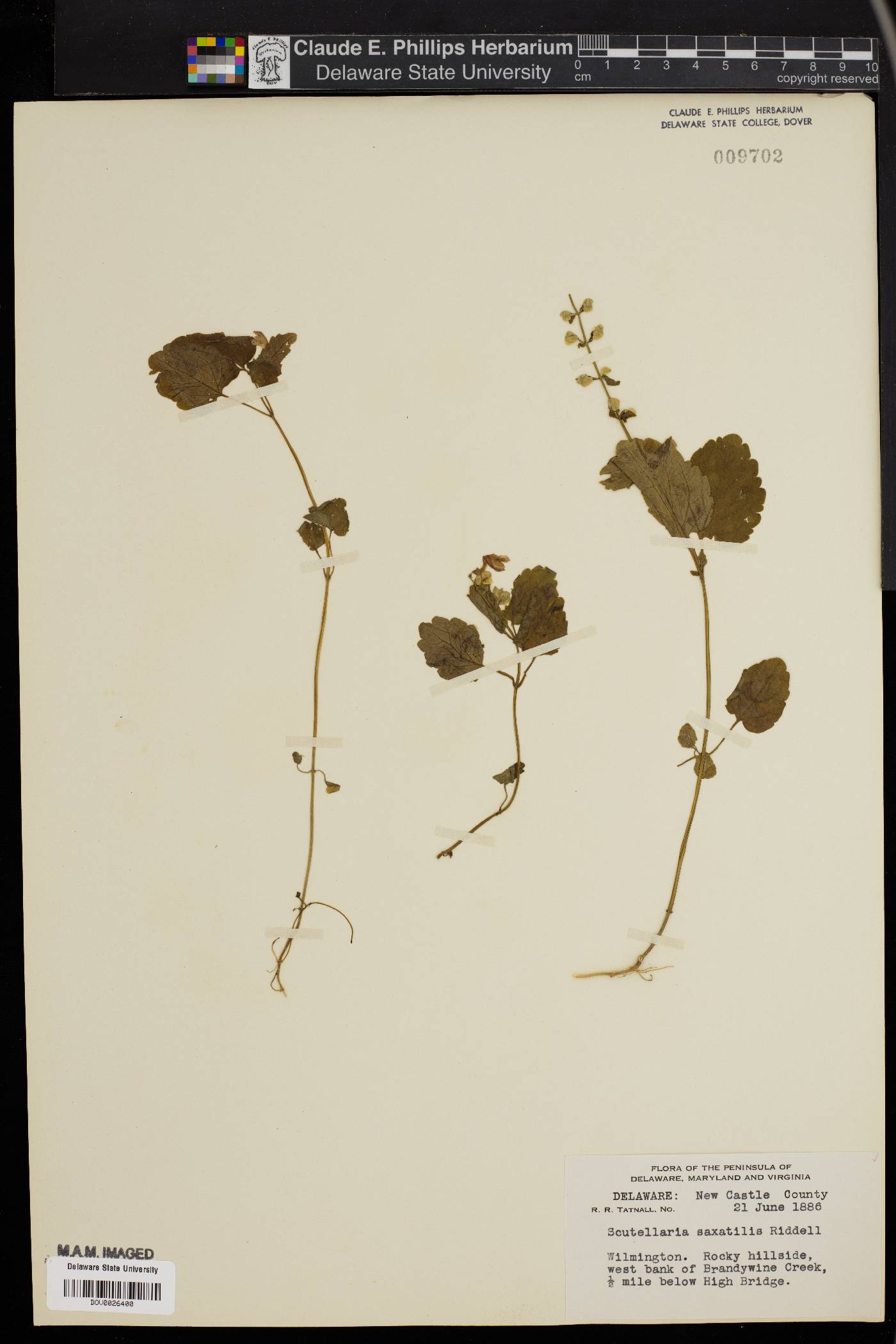 Scutellaria saxatilis image