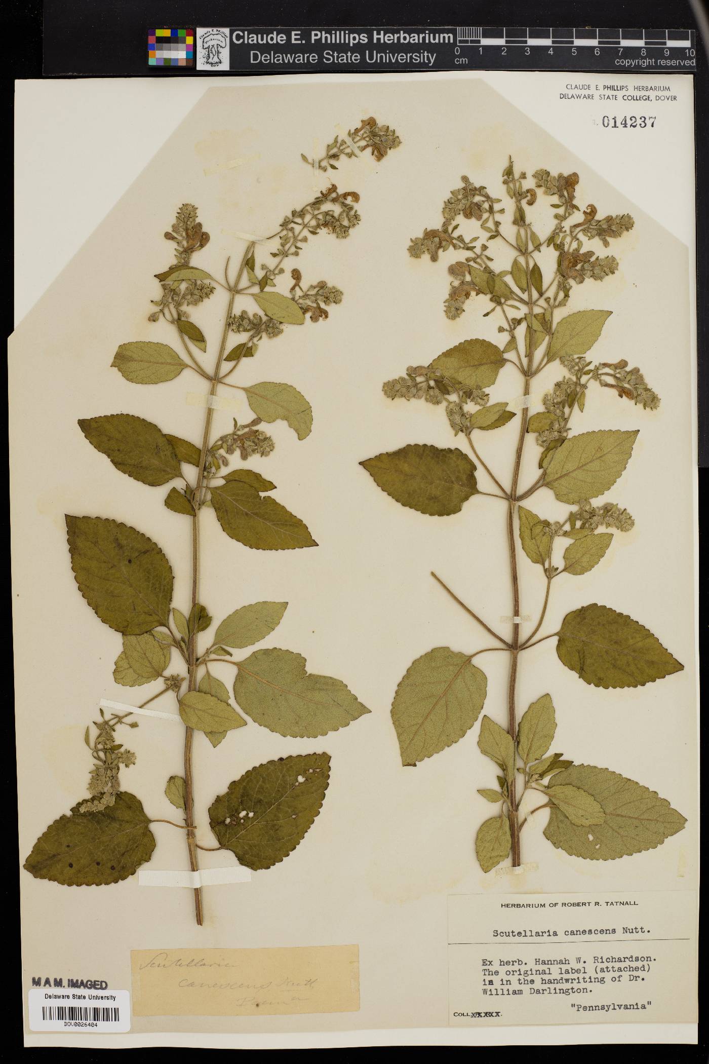 Scutellaria canescens image