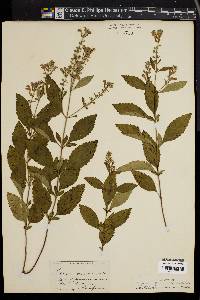 Scutellaria canescens image