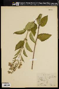 Scutellaria canescens image