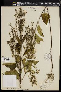 Scutellaria canescens image