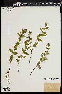 Scutellaria galericulata image