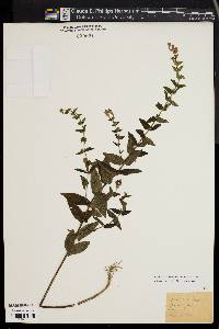 Scutellaria galericulata image