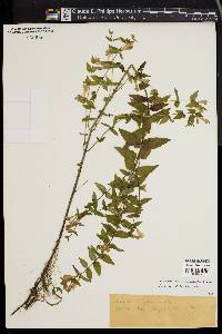 Scutellaria galericulata image