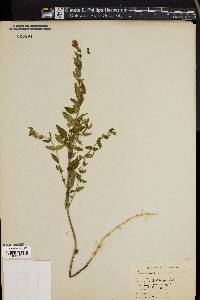 Scutellaria galericulata image