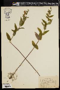 Scutellaria galericulata image