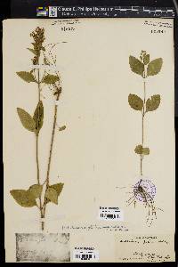 Scutellaria ovalifolia image