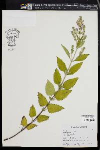 Scutellaria ovata image