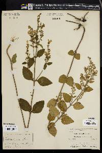 Scutellaria pilosa image