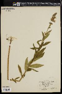 Stachys hispida image