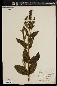 Stachys hispida image