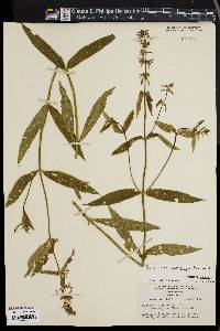 Stachys tenuifolia image