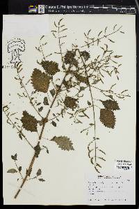 Image of Tetradenia riparia