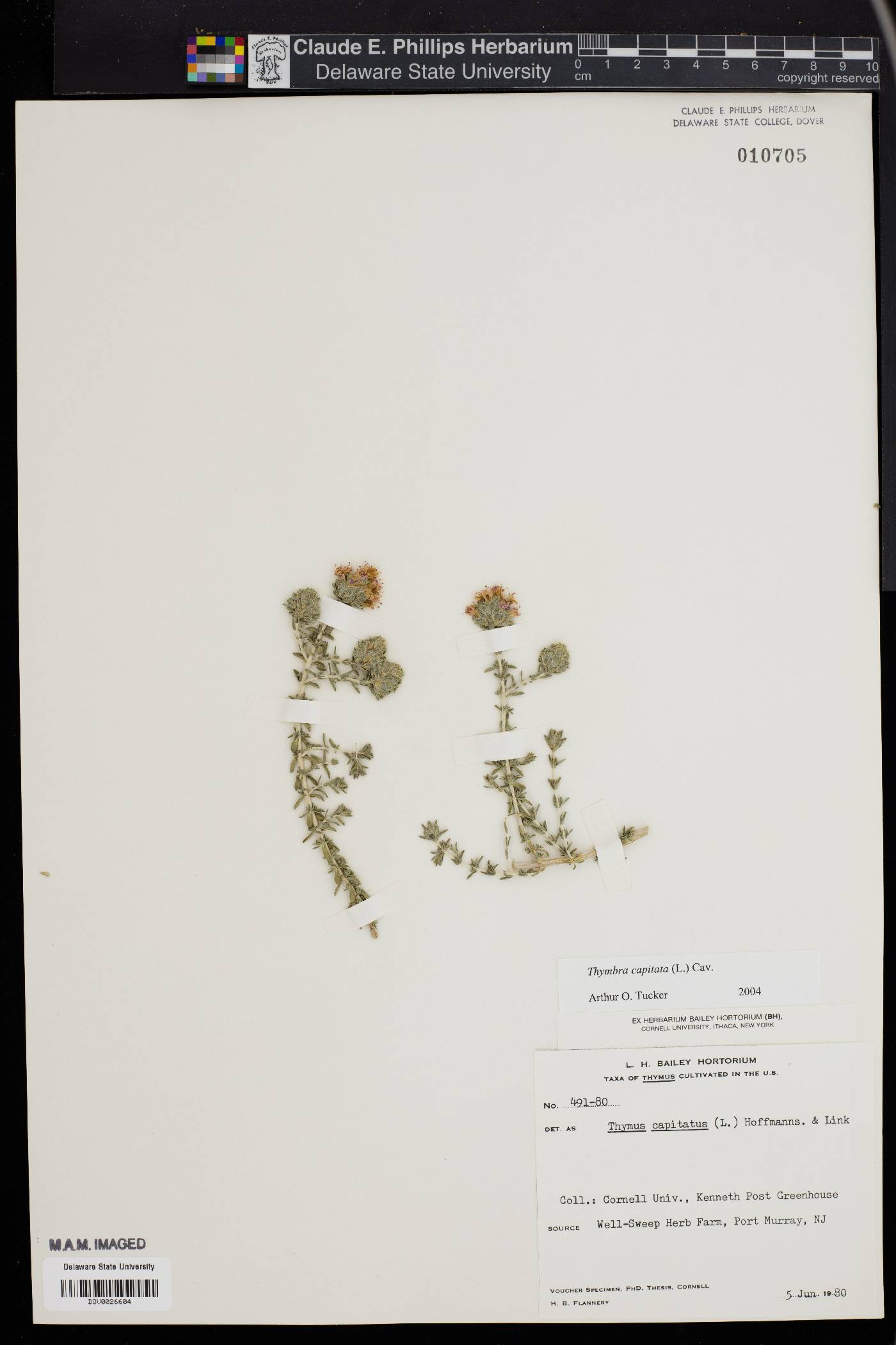 Thymus capitatus image