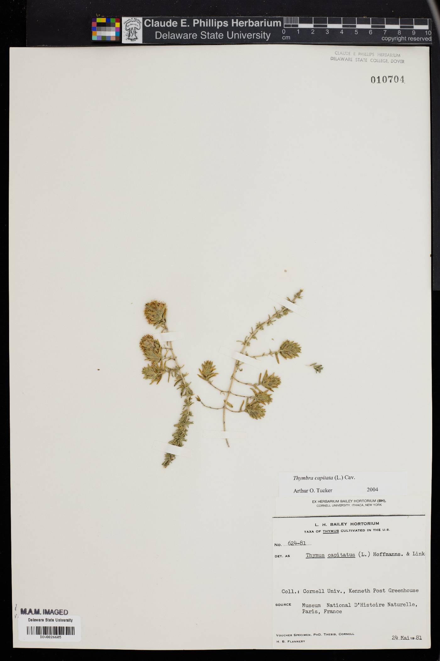 Thymus capitatus image
