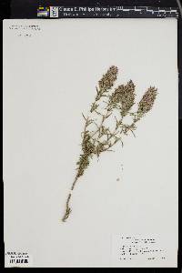 Image of Thymbra spicata