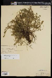 Image of Thymus praecox