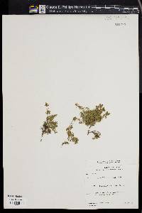 Image of Thymus caespititius