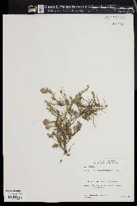 Image of Thymus cherlerioides