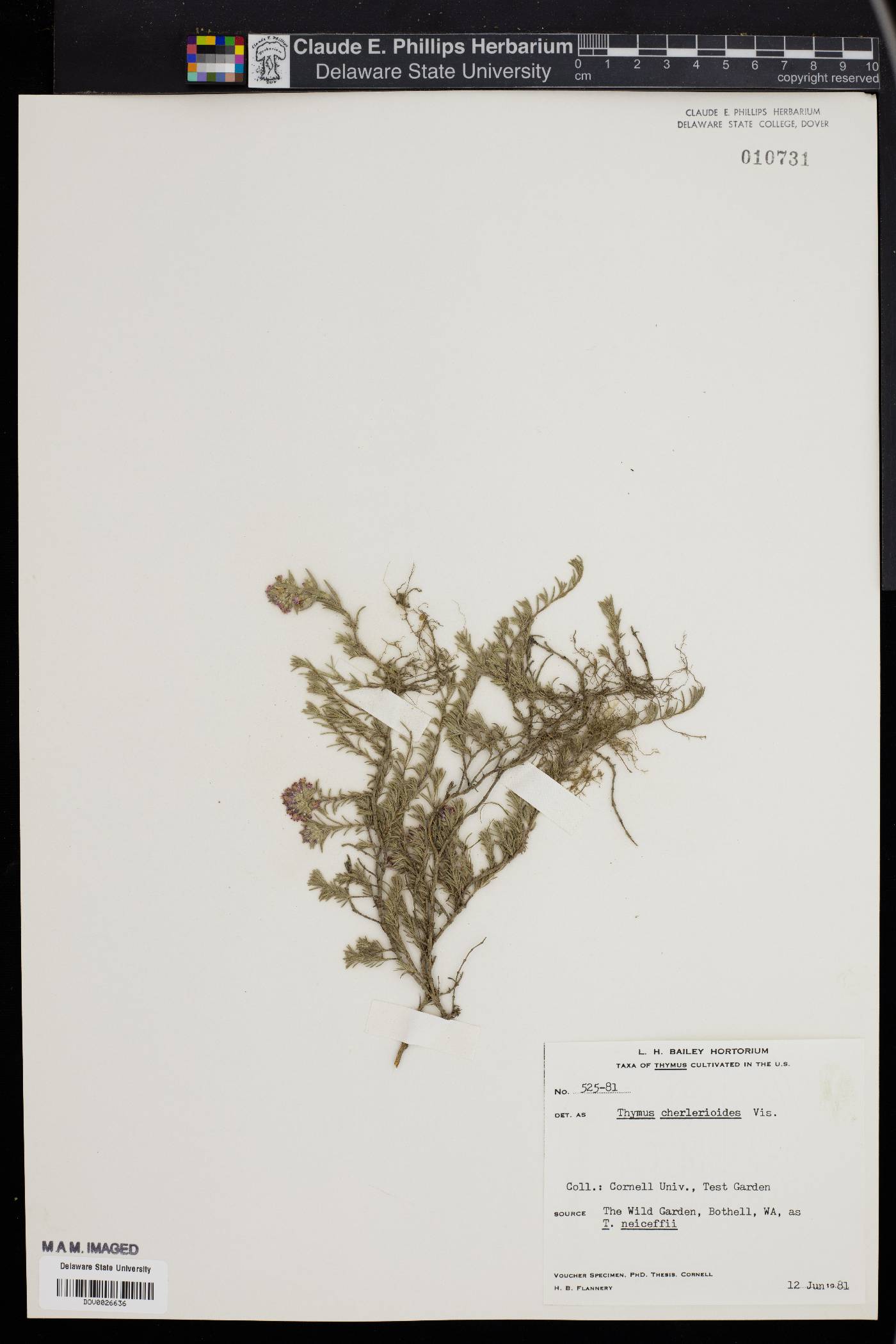 Thymus cherlerioides image