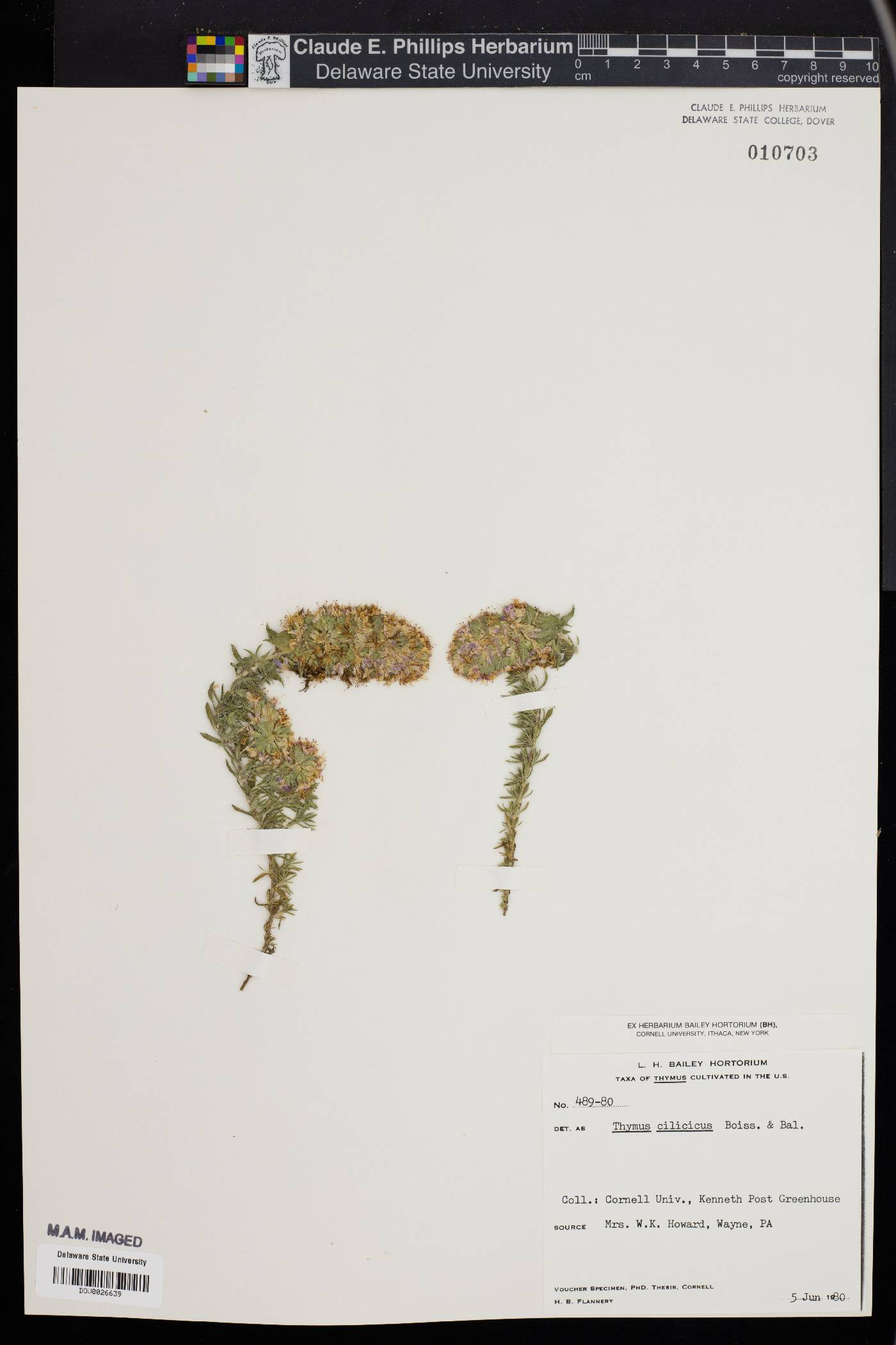 Thymus cilicicus image