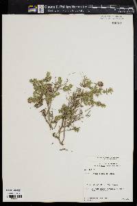 Image of Thymus doerfleri