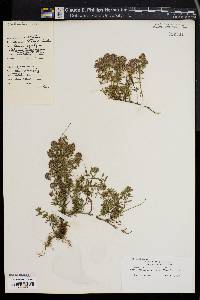 Thymus herba-barona image