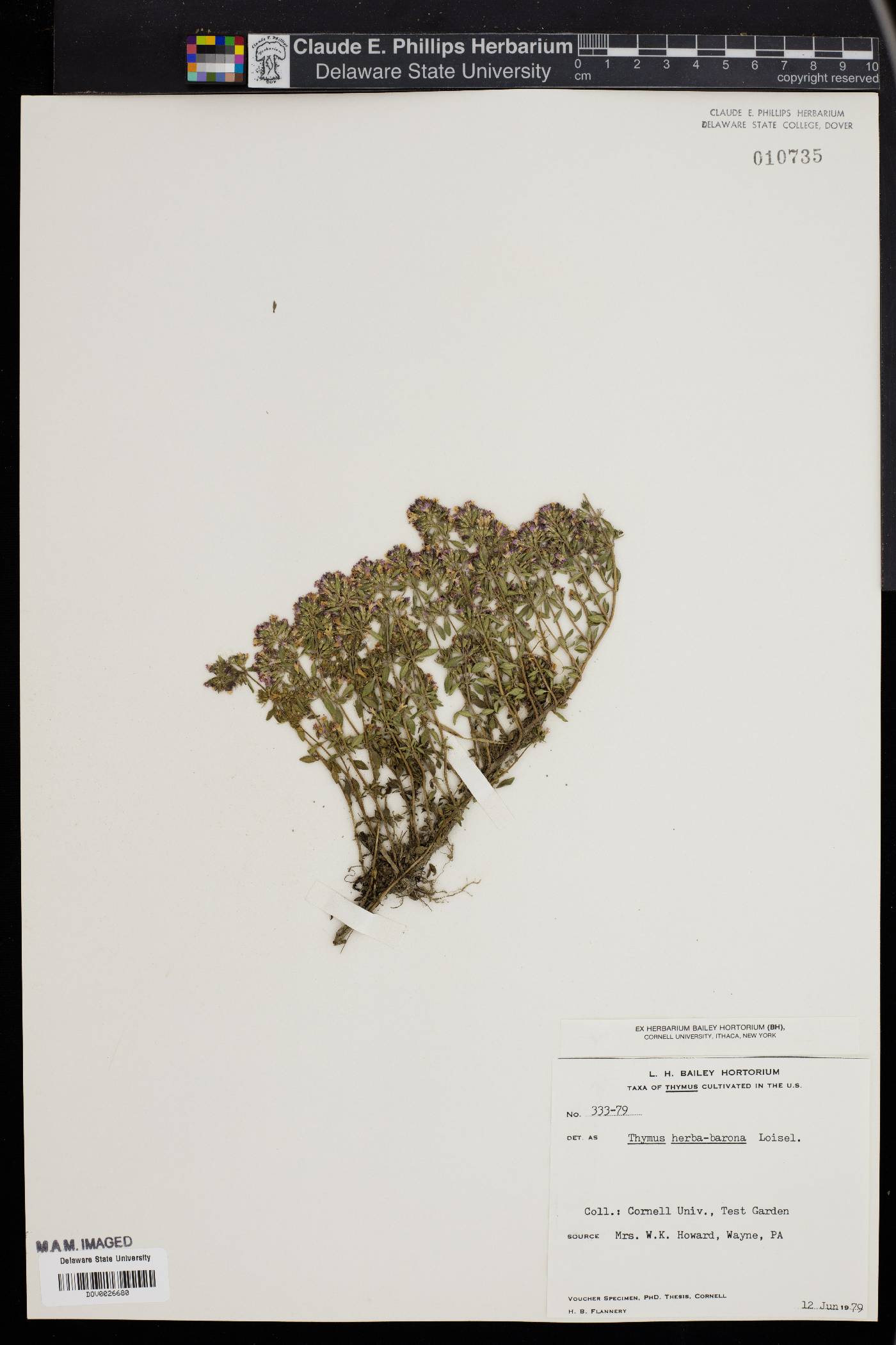 Thymus herba-barona image