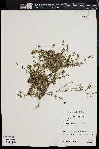 Thymus herba-barona image