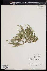 Image of Thymus leucotrichus