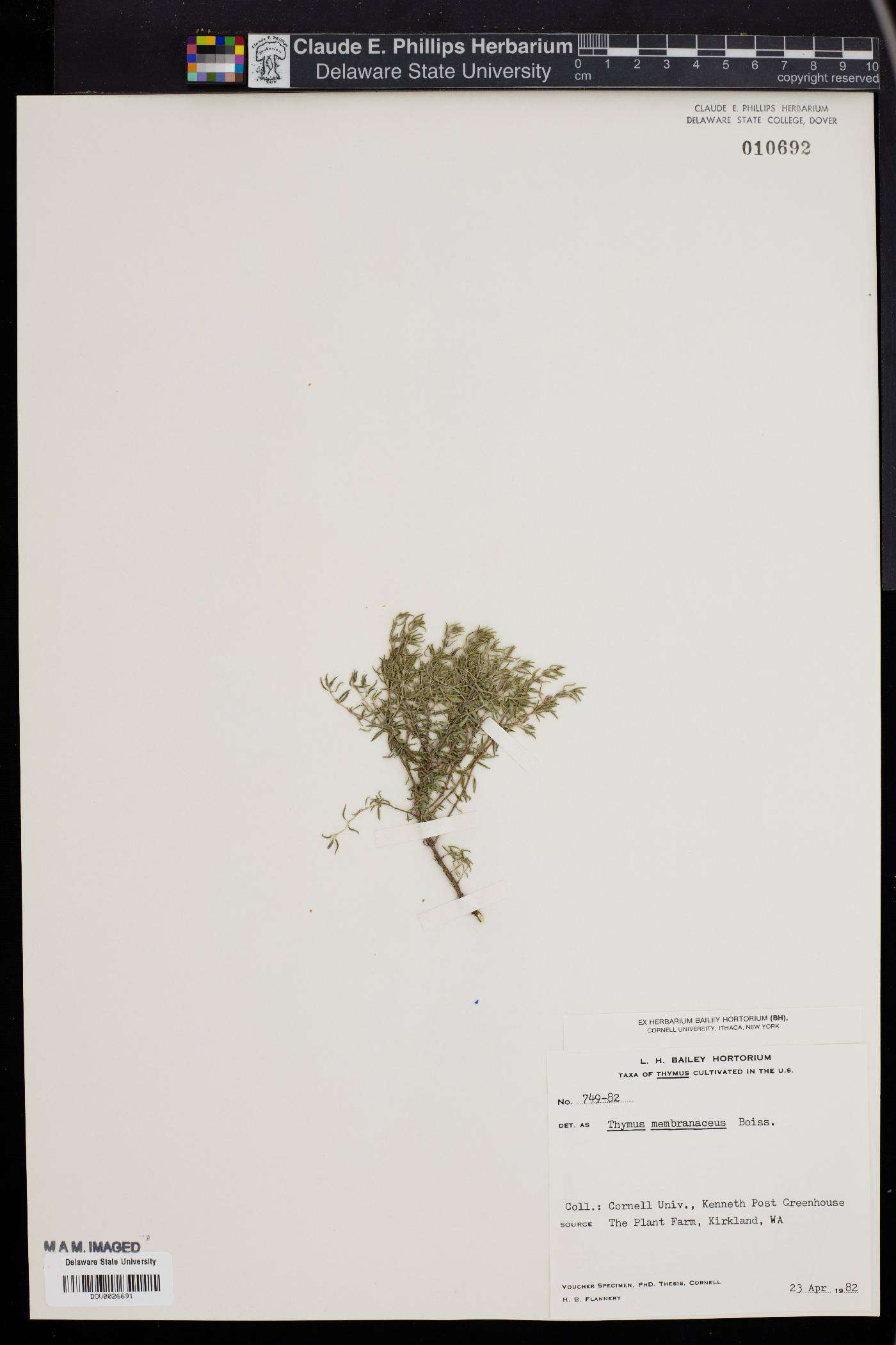 Thymus membranaceus image