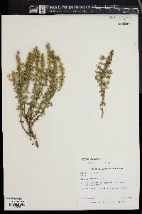 Thymus vulgaris image