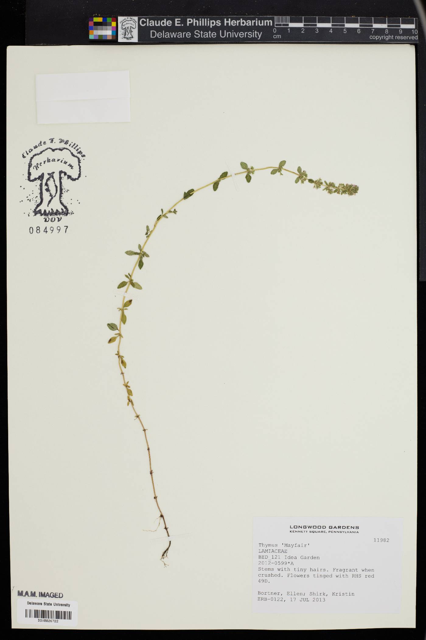 Thymus vulgaris image