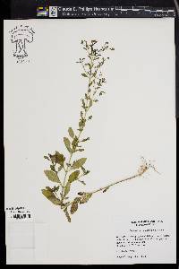 Trichostema dichotomum image