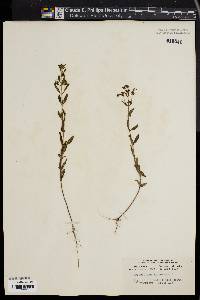 Trichostema dichotomum image