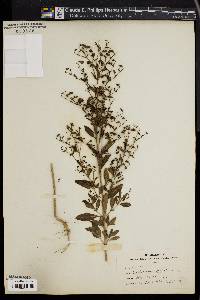 Trichostema dichotomum image