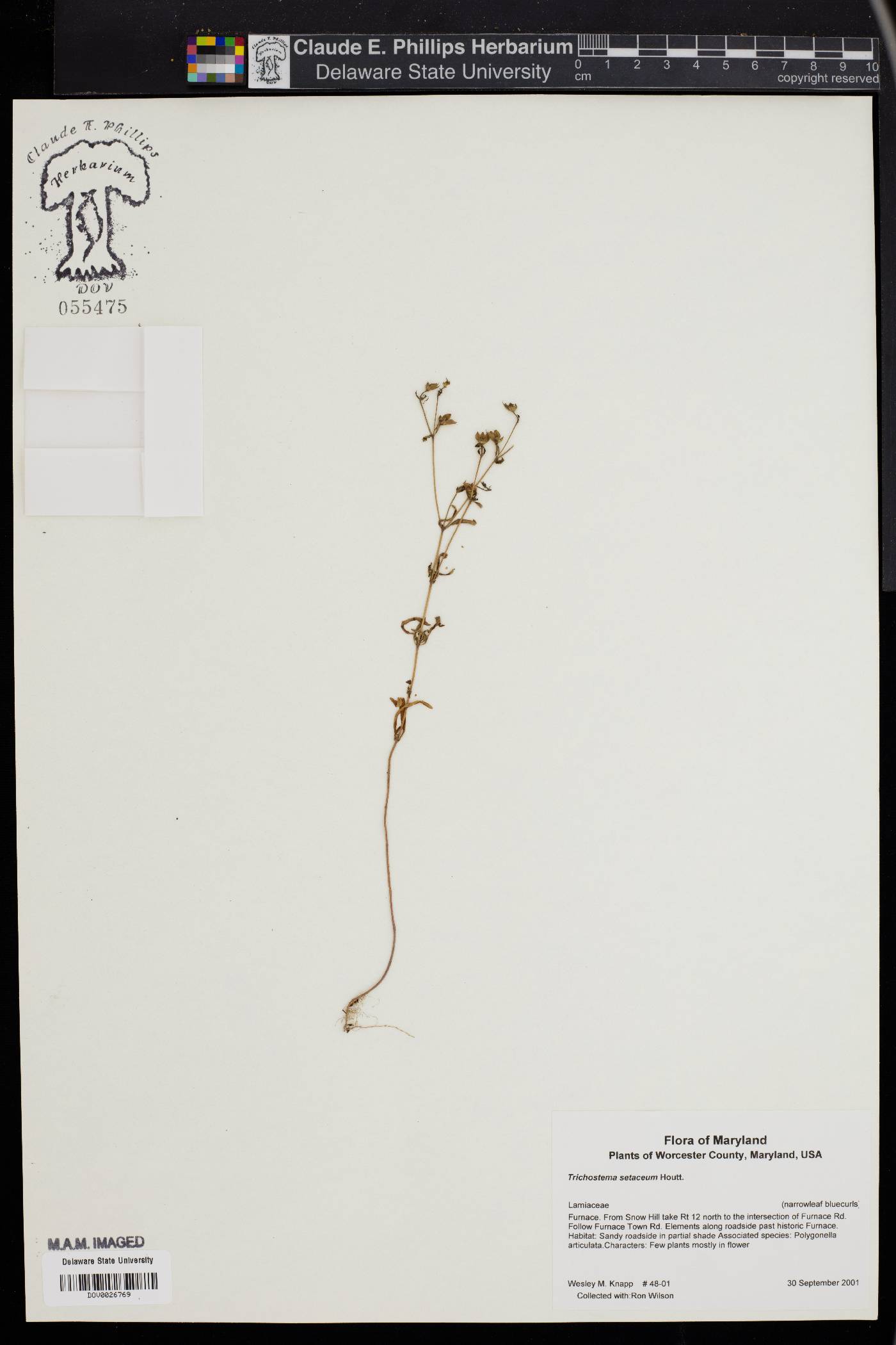 Trichostema setaceum image