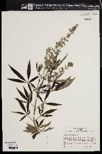 Vitex agnus-castus image