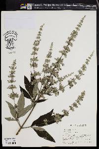 Vitex agnus-castus image