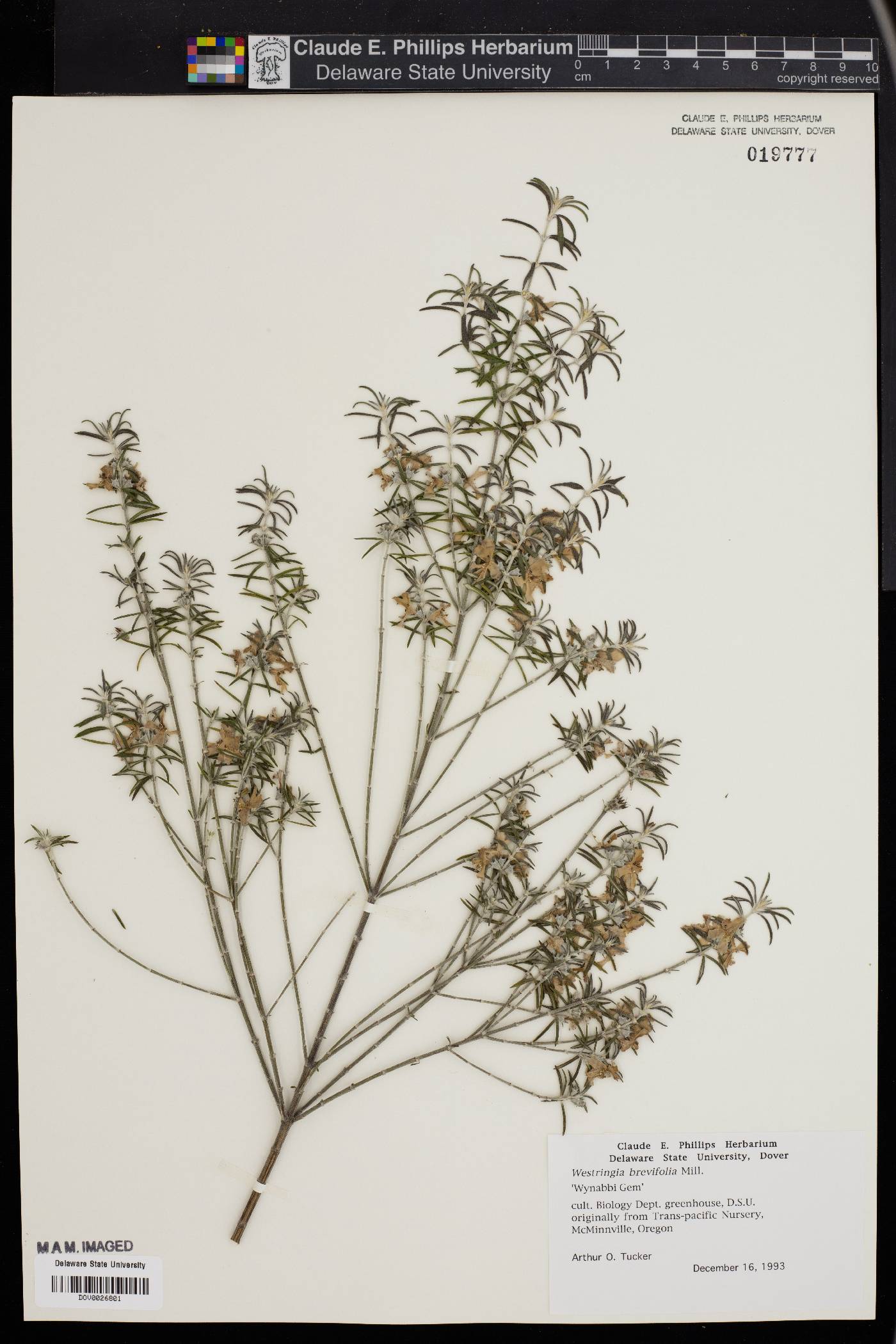 Westringia brevifolia image