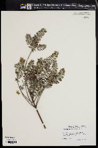 Media resource of Westringia rosmariniformis
