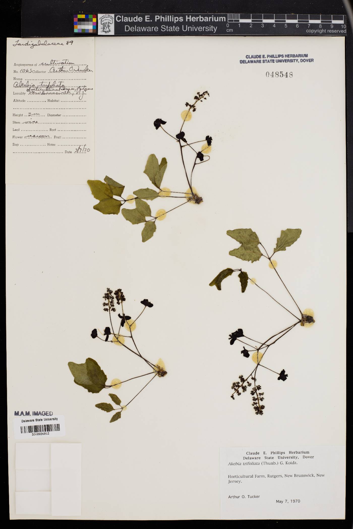 Akebia trifoliata image