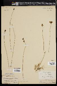 Utricularia cornuta image